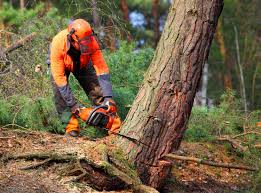 Best Commercial Tree Services  in Wilberforce, OH